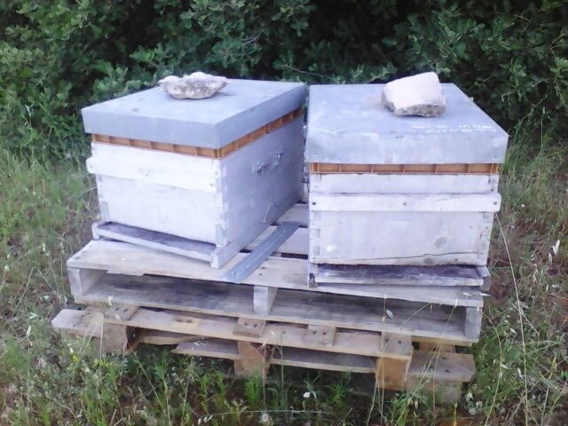 Lily'shoney (apiculteur récoltant) — photo 3